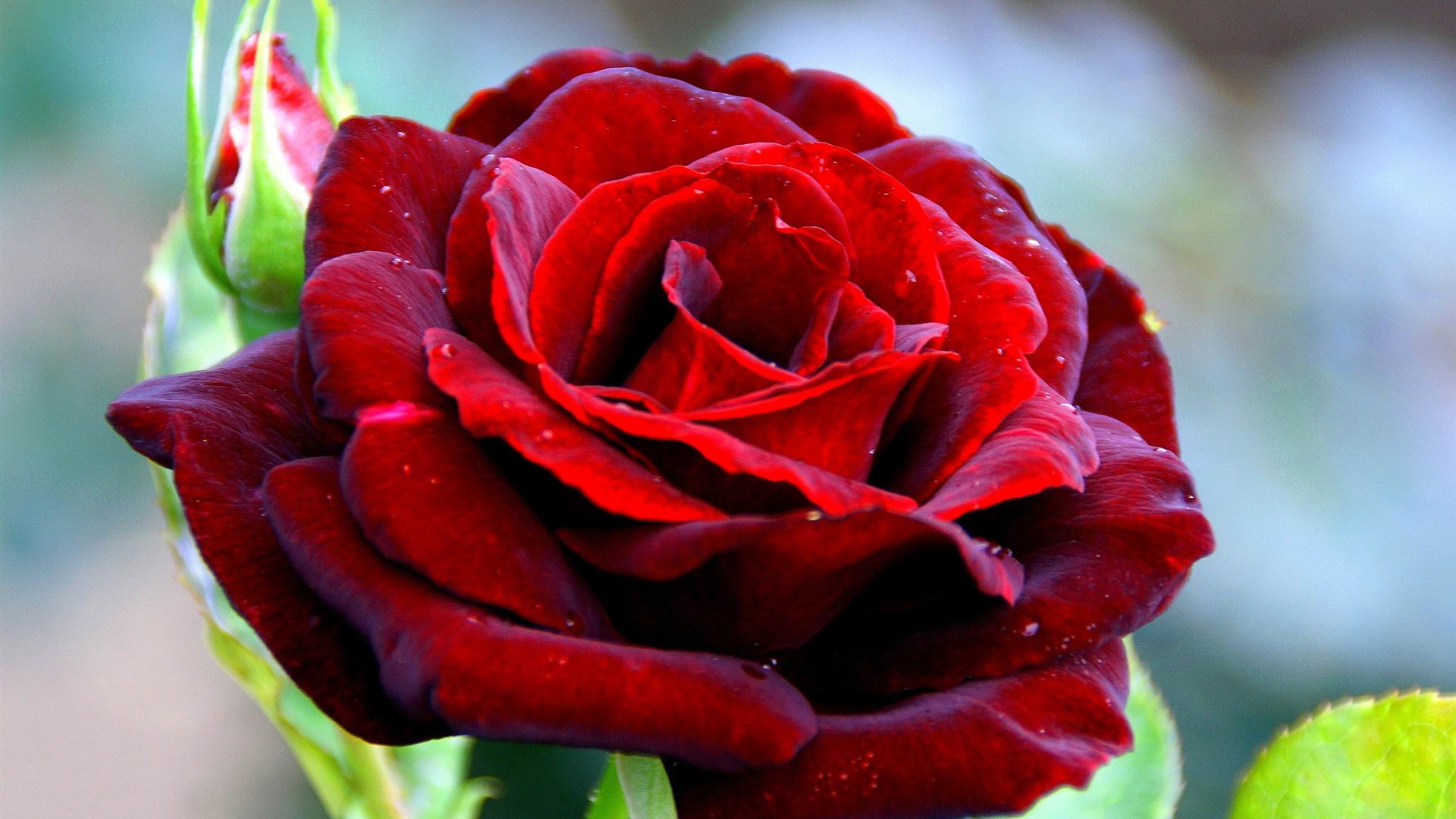 red rose photo wallpapers