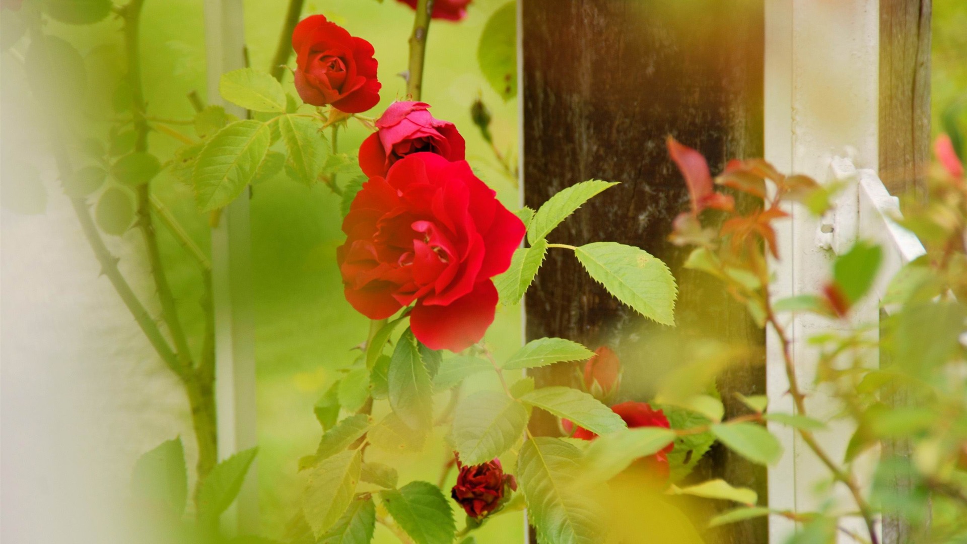 red roses flower photography wallpaper 1920x1080