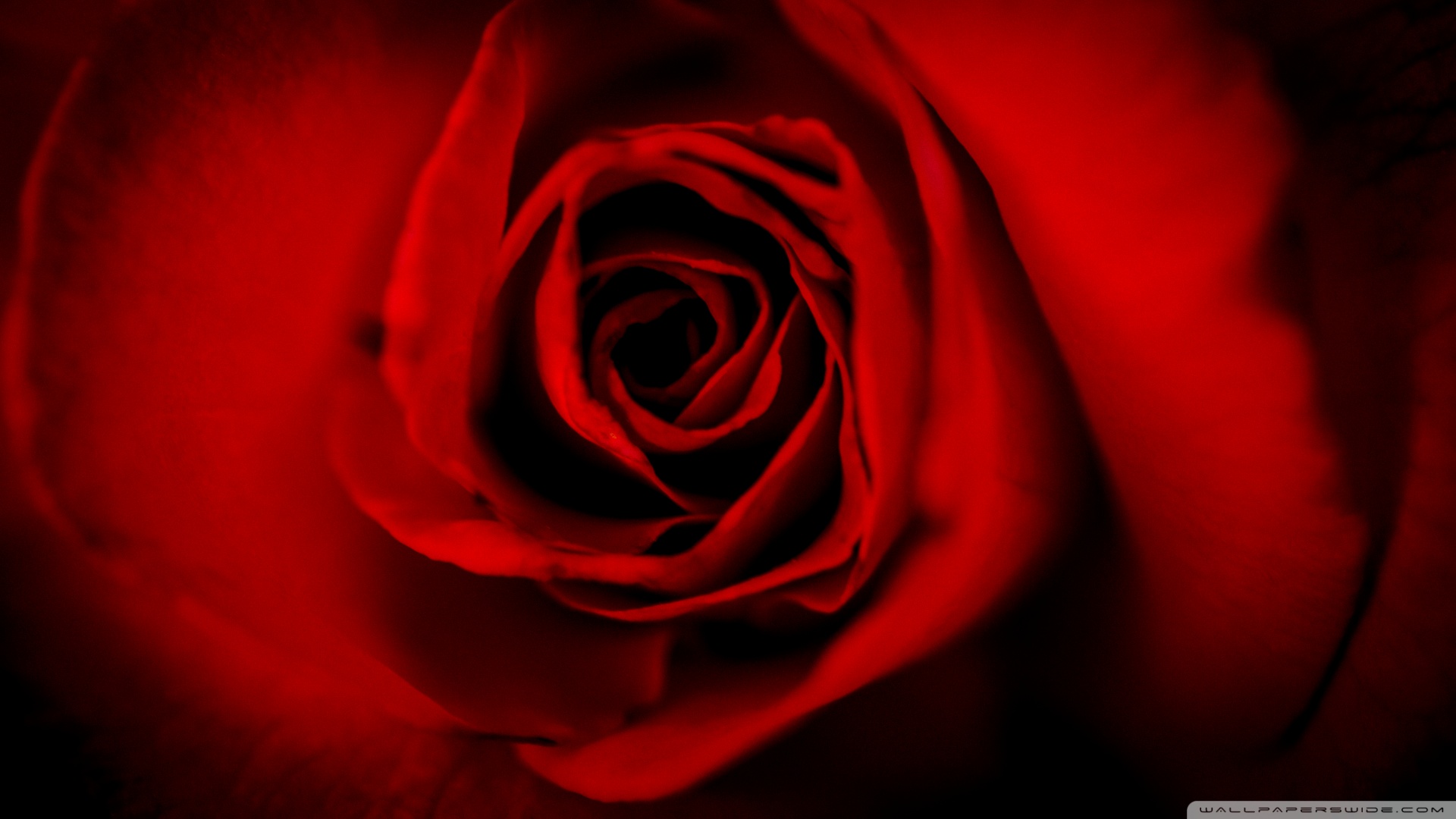 red_roses-wallpaper-1920x1080